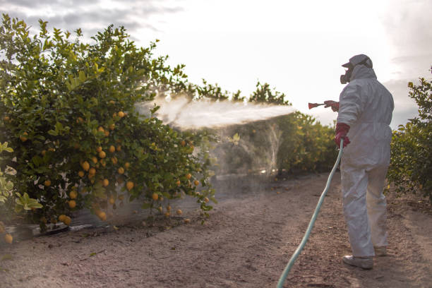 Best Wasp Removal Services  in Thedral City, CA